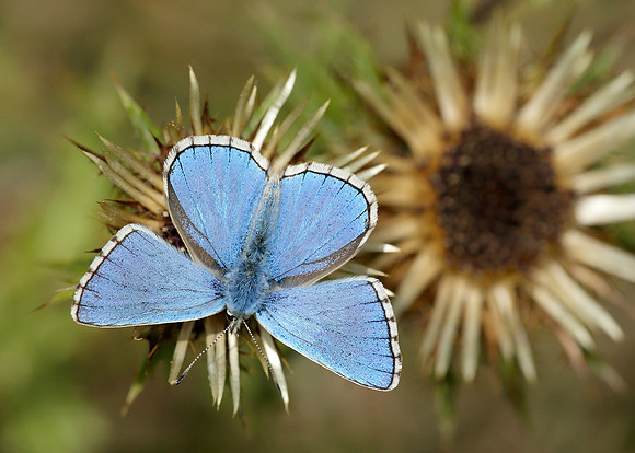 Adonis Blue Polyommatus bellargus