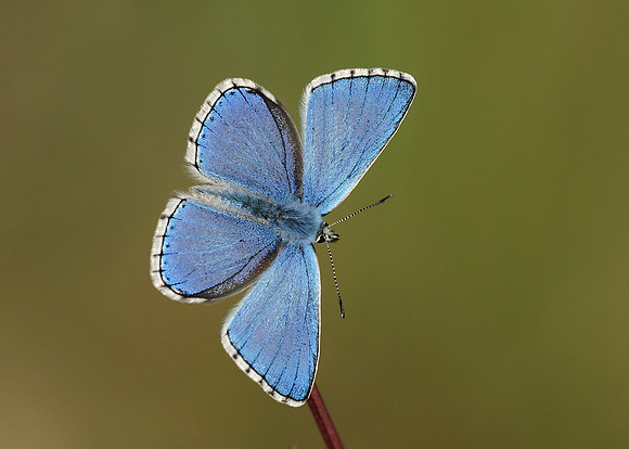 Adonis Blue Polyommatus bellargus