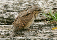 Wryneck Jynx torquilla