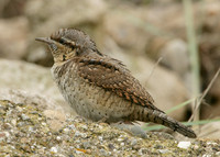 Wryneck Jynx torquilla