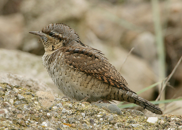 Wryneck Jynx torquilla