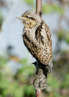 Wryneck Jynx torquilla