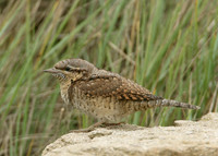 Wryneck Jynx torquilla