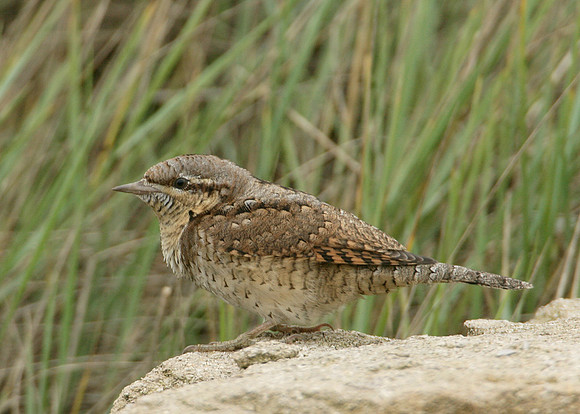 Wryneck Jynx torquilla