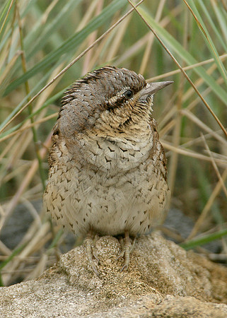 Wryneck Jynx torquilla