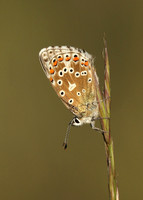 Adonis Blue Polyommatus bellargus