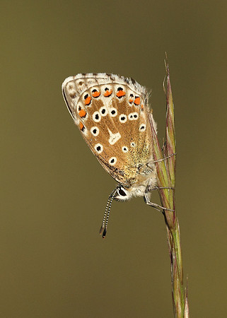 Adonis Blue Polyommatus bellargus