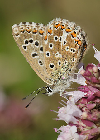 Adonis Blue Polyommatus bellargus