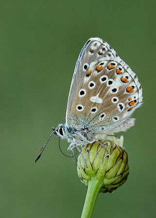 Adonis Blue Polyommatus bellargus