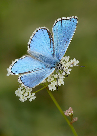 Adonis Blue Polyommatus bellargus