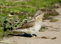 Wryneck Jynx torquilla