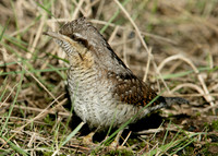 Wryneck Jynx torquilla