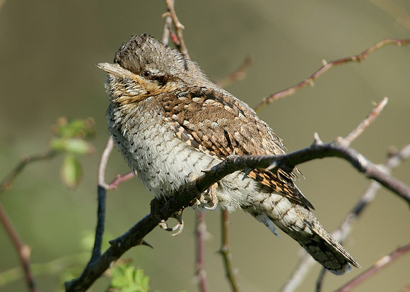 Wryneck Jynx torquilla