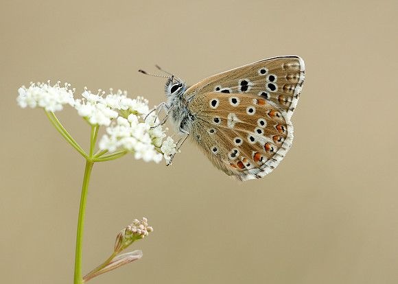 Adonis Blue Polyommatus bellargus