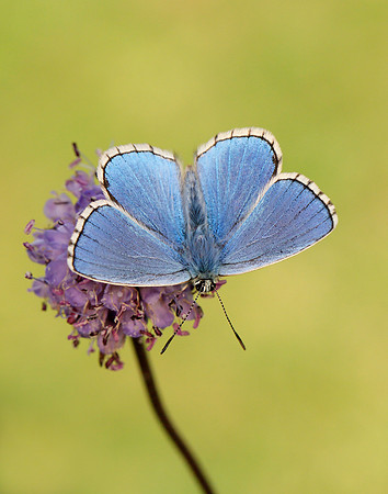 Adonis Blue Polyommatus bellargus