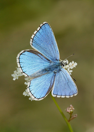 Adonis Blue Polyommatus bellargus