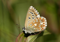 Adonis Blue Polyommatus bellargus