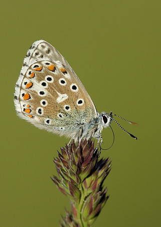 Adonis Blue Polyommatus bellargus