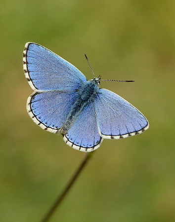 Adonis Blue Polyommatus bellargus