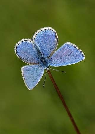 Adonis Blue Polyommatus bellargus