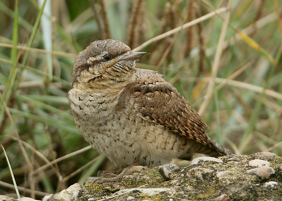 Wryneck Jynx torquilla