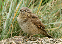Wryneck Jynx torquilla