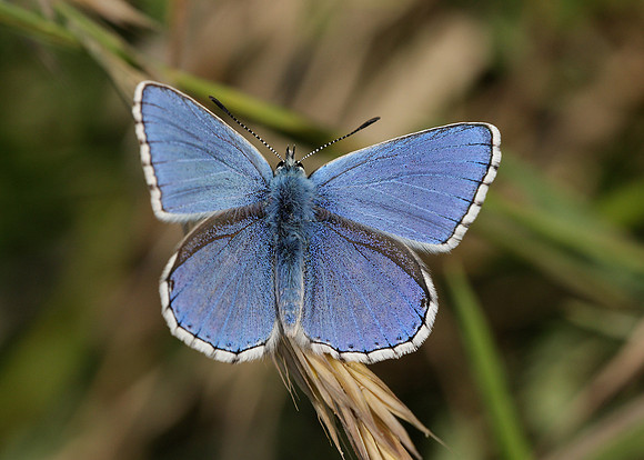 Adonis Blue Polyommatus bellargus