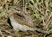 Wryneck Jynx torquilla