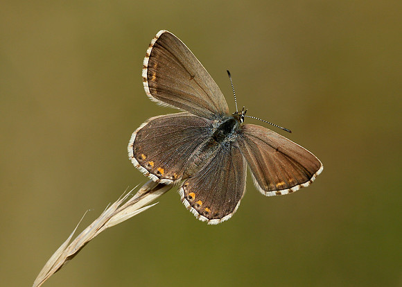 Adonis Blue Polyommatus bellargus