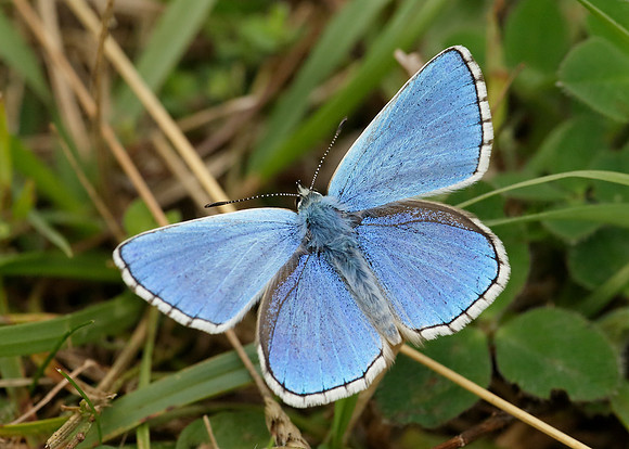 Adonis Blue Polyommatus bellargus