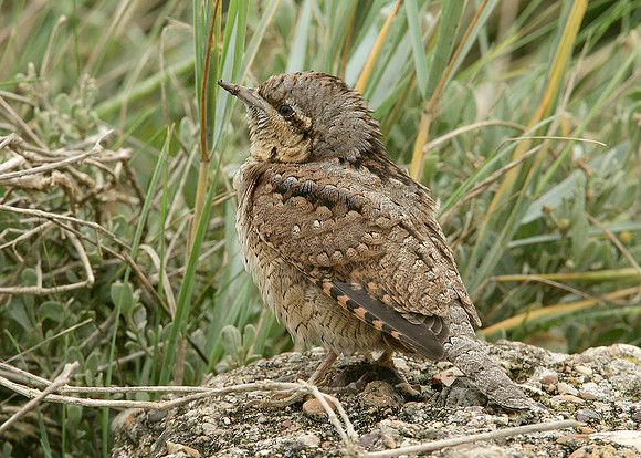 Wryneck Jynx torquilla