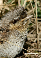 Wryneck Jynx torquilla