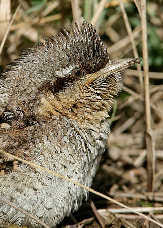 Wryneck Jynx torquilla