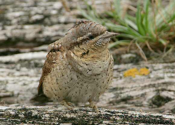 Wryneck Jynx torquilla
