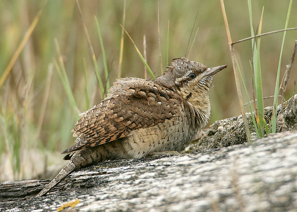 Wryneck Jynx torquilla