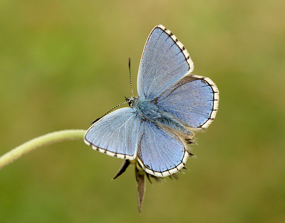 Adonis Blue Polyommatus bellargus