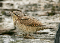 Wryneck Jynx torquilla