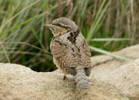 Wryneck Jynx torquilla