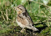 Wryneck Jynx torquilla