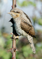 Wryneck Jynx torquilla