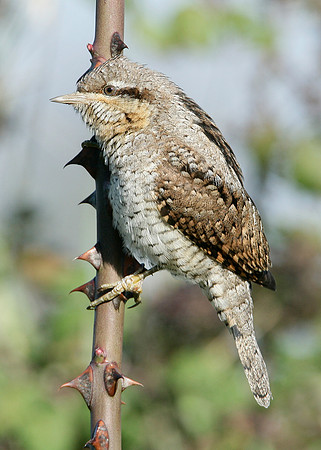Wryneck Jynx torquilla