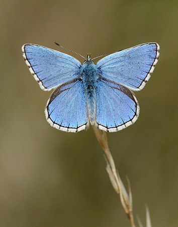 Adonis Blue Polyommatus bellargus