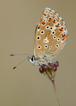 Adonis Blue Polyommatus bellargus