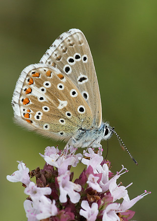 Adonis Blue Polyommatus bellargus