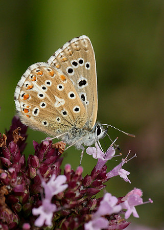 Adonis Blue Polyommatus bellargus