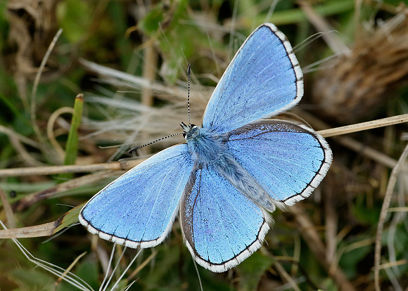 Adonis Blue Polyommatus bellargus