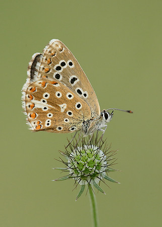 Adonis Blue Polyommatus bellargus