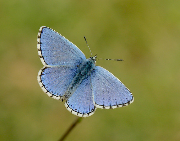 Adonis Blue Polyommatus bellargus