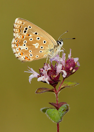 Adonis Blue Polyommatus bellargus
