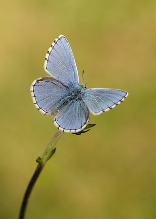Adonis Blue Polyommatus bellargus
